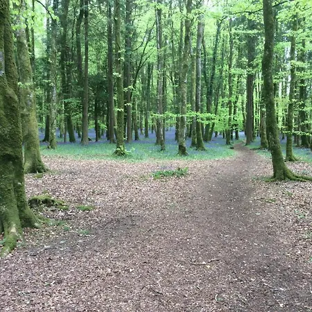 Carolans Court Guesthouse Bed & Breakfast Roscommon